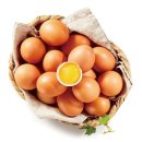 에그트리 이미지