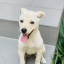 [입양홍보] 5개월 미소천사 강아지 보리의 평생 가족을 찾개! 이미지