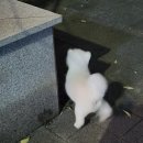 Maisonde그루밍(메종드그루밍) | 미용 추천! 송도 메종드그루밍 이용 솔직 후기(15살 도치)