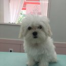 도톨그루밍 이미지