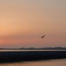 간월도항 이미지