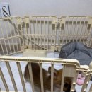 러브미독 이미지