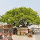 삼숭동 느티나무길 이미지