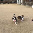 노나먹개 이미지