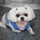 플러스애견미용실 이미지