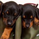 156-1-000005 이미지