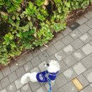 커들리독 | 2026 포밀리 팝업 후기 1/10-1/11 | 코미루 커들리데이 램울프콜렉티브 포포네 더웨깅블루