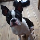 똥강아지 이미지