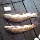 봉림낚시터 이미지