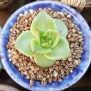 해모수 Daum카페