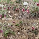 현어린이집 | 춘천 봉의산(25. 4.12)