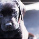 남부켄넬 이미지