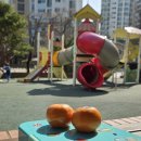 상큼과일 | 산물 고당도 만다린 귤 집에서 간편하게 즐기는 상큼한 과일 후기