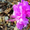 청량산의 봄 이미지