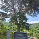 천년송가는길