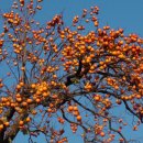 하얀민들레생태마을 이미지