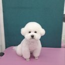 펫아지트 이미지