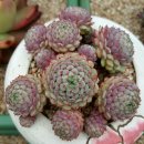 니마