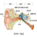 이석증(Benign paroxysmal vertigo) 이미지