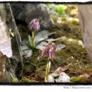 소백산향기나라 이미지