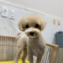 여수 죽림 동물병원 이미지