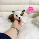 부산강아지분양 드림독 안심분양센터 부산점 | 부산강아지분양 합리적인 가격인 부산강아지분양 드림독 안심분양센터 부산점