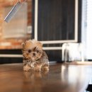 골드퍼피 이미지