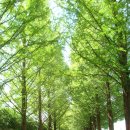 담양메타쉐콰이어숲-보성녹차밭-장흥 입니다. 이미지