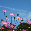 코스모스 이미지