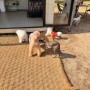 댕그리 | 김포 댕그린 애견카페 주말 방문 브런치 후기 (feat. 또간집)