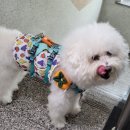 댕 그루밍 이미지