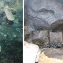 롯데월드아쿠아리움 이미지