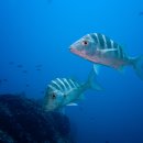 은빛물고기 이미지