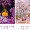 벚꽃