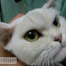 혜인종합 동물병원 이미지