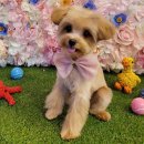 프랑소와펫 신세계대전점 | 대전애견미용 프랑소와펫 봄맞이 미용 후기