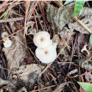 흰깔때기소낭버섯 Clitocybe alboinfundibuliformis 이미지