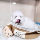 강아지천국 | 파주 강아지 분양 후기: 댕댕이 천국 경험담 (솔직후기)