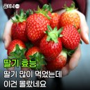 우석농장 | 완주 삼례 딸기축제 보다가 궁금해진 딸기효능, 봄에 딸기 먹는 이유 따로 있었네요