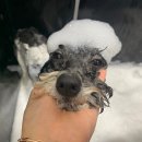 돌담펫호텔 이미지