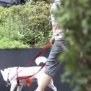 강아지와 산책 이미지