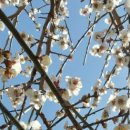 다압면 섬진강 매화마을 인근 이미지