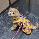 퍼피 바잇(PUPPY BITE) | 강아지 패딩 강아지하네스패딩 바잇미패딩 겨울 방수