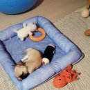 멍스타 김포강아지 분양 | [장기동강아지분양] 김포강아지분양 멍스타에서 퍼그분양 후기