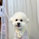 도도 그루밍 이미지