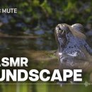 [ 4K ] 제주 자연 ASMR l 오마이가든 x 사운드스케이프 다큐멘터리 Mute / 산개구리, 팔색조, 섬휘파람새, 긴꼬리딱새 이미지