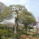 소나무푸드 이미지