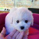 아이러브독 서초점 이미지