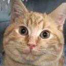 오국물떡볶이 | 2월의 도쿄 여행 기록이라네요 ..