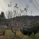 장미산 농장 네이버블로그